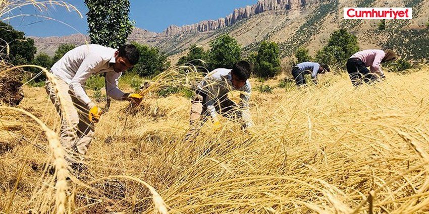BUĞDAY İTHALATINDA REKOR