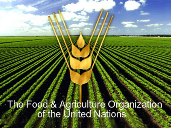 TÜRKİYE, FAO KONSEY ÜYELİĞİNE SEÇİLDİ