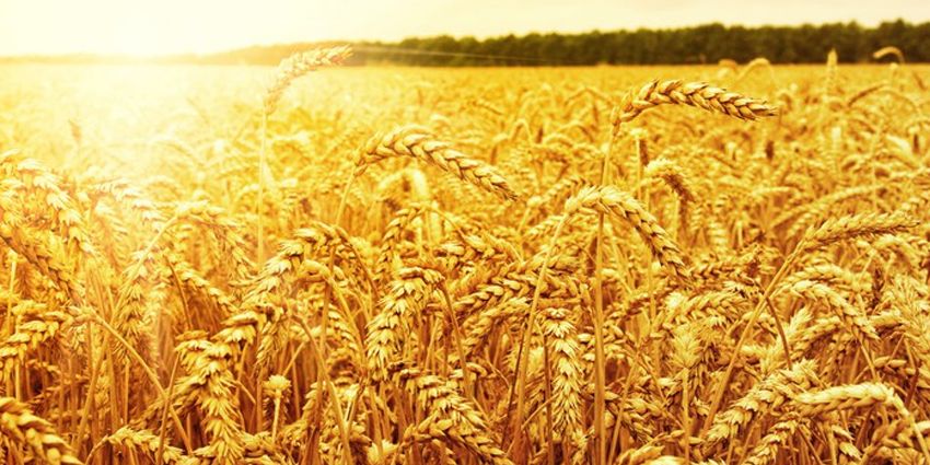 BUĞDAY İTHALATI BEŞ MİLYON TONA YÜKSELDİ