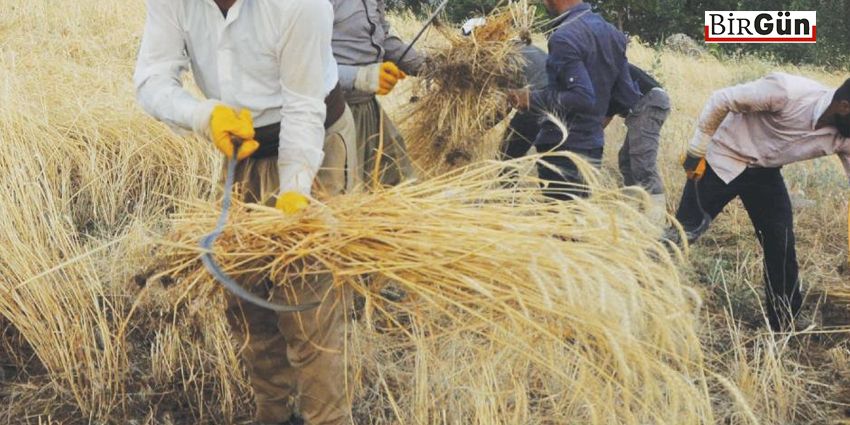 TARIM NASIL ÇÖKERTİLDİ