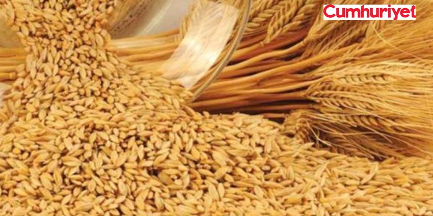 TMO: 250 BİN TON BUĞDAY İTHAL EDECEĞİZ