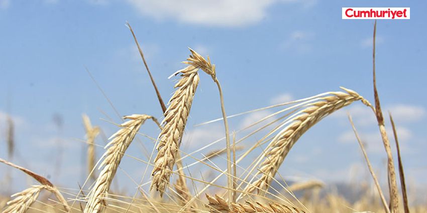 AKP, BUĞDAY İTHALATINDA CUMHURİYET TARİHİNİN REKORUNU KIRDI