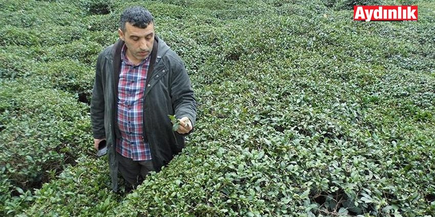 FINDIKLI ZİRAAT ODASI’NDAN 6 AYLIK İSTİHDAM ÇÖZÜMÜ