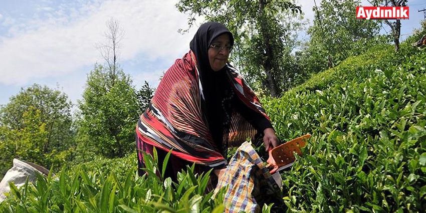 ÇAY ÜRETİCİSİ MEMNUN DEĞİL