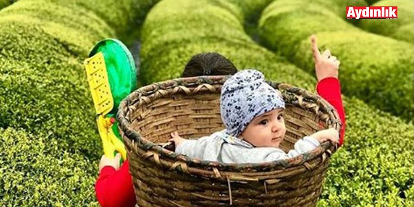 ÇAYDA TALEP: DESTEKLEME ARTIŞI PEŞİN ÖDEME