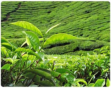 ÇAY DÖKTÜM YOLLARINA!