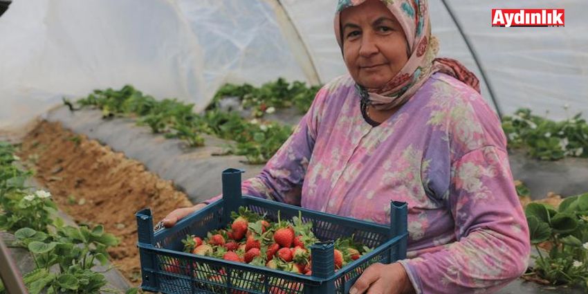 ÇİLEK İŞÇİLERİ YEVMİYEDEN DERTLİ