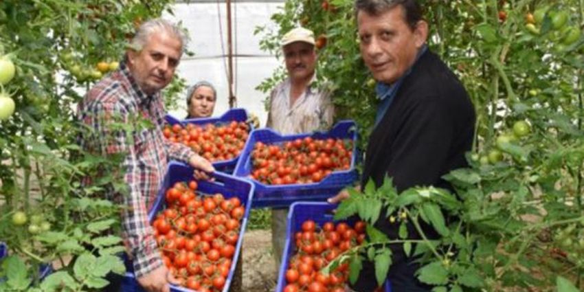 DOMATES FİYATLARI İLE İLGİLİ YENİ GELİŞME