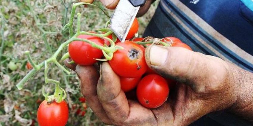 ANTALYA’DA DOMATES FİYATLARI YÜZDE 400 ARTTI
