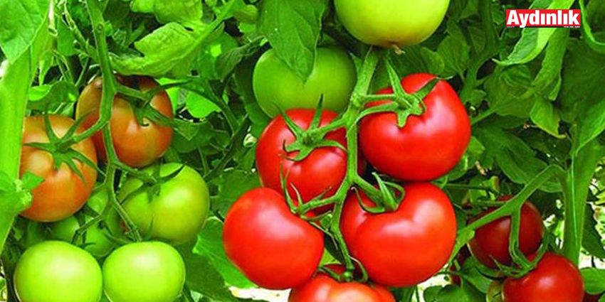 DOMATES EYLÜL AYININ ZAM ŞAMPİYONU