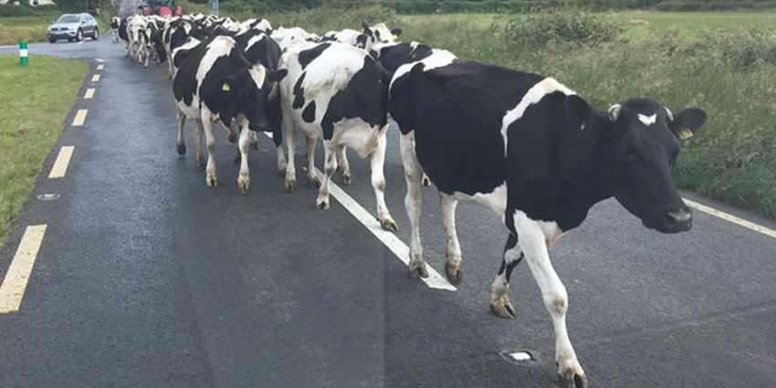 UCUZ ET İÇİN YÖNTEM: AKIN AKIN TÜRKİYE’YE GELİYORLAR!