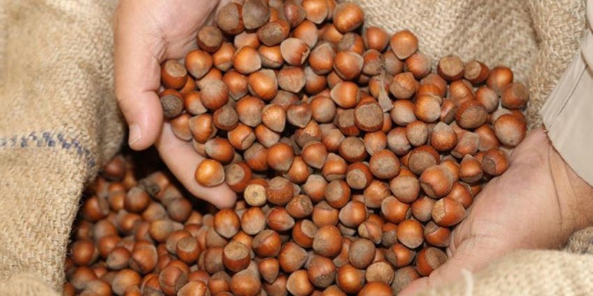 FERRERO TÜRKİYE’NİN İLK FINDIK UZMANINI YETİŞTİRECEK