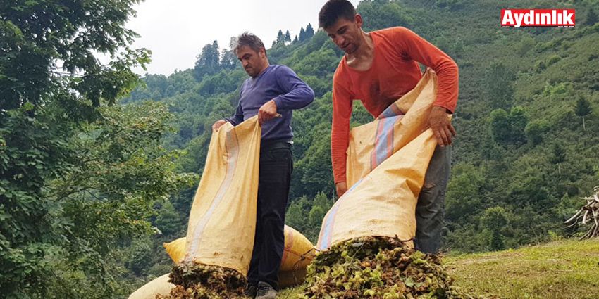 FINDIKÇI FİYAT ÇİFTÇİ DESTEK BEKLİYOR