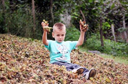 ÜRETİCİ FINDIK BARONLARININ ELİNDE ESİR