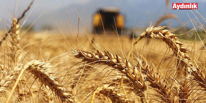 SURİYE’DEN 20 BİN TON HUBUBAT İTHAL EDİLECEK: TEL ABYAD’DAN GELECEK