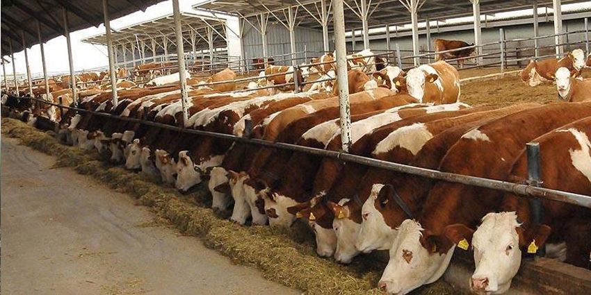 ET FİYATLARINA PANSUMAN: İTHALATA DEVAM