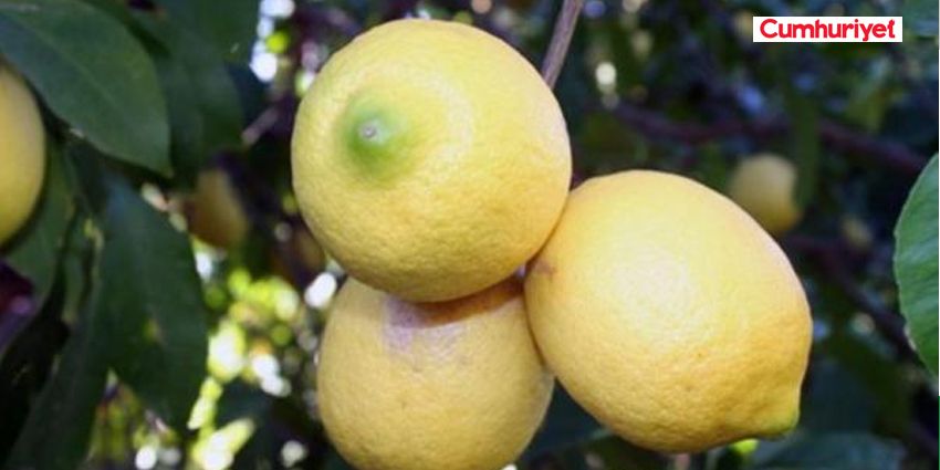 MERSİN’DE LİMON DALDA KALDI: 10 YILIN EN KÖTÜ DÖNEMİNİ YAŞIYORUZ