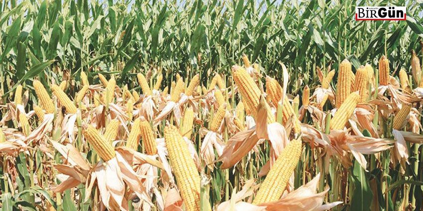 MISIRDA ÇİFTÇİ DEĞİL PATRONLAR KAZANIYOR