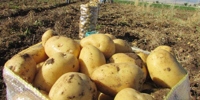 PATATES FİYATLARI NEDEN UÇTU?