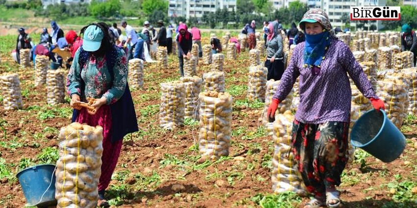 ADANA’DA TURFANDA PATATES HASADI