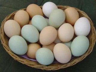 YUMURTAYA YÜZDE 15 ZAM