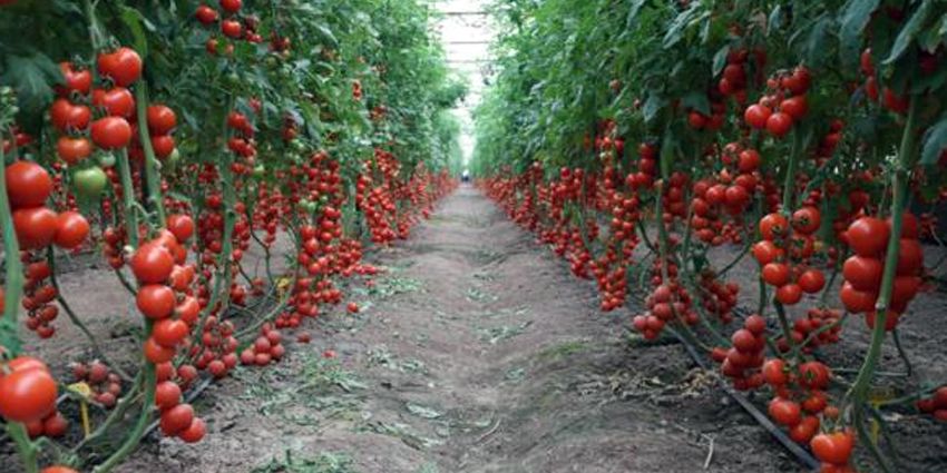 ELMACILIĞI BİTİRİYOR