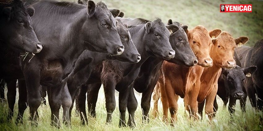 64 MİLYONUN ET ALIM GÜCÜ YOK