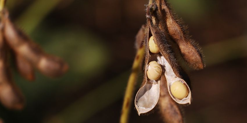 SOYA İTHALATI 1 MİLYAR DOLARI AŞTI ÜRETİME DAHA FAZLA AĞIRLIK VERMELİYİZ