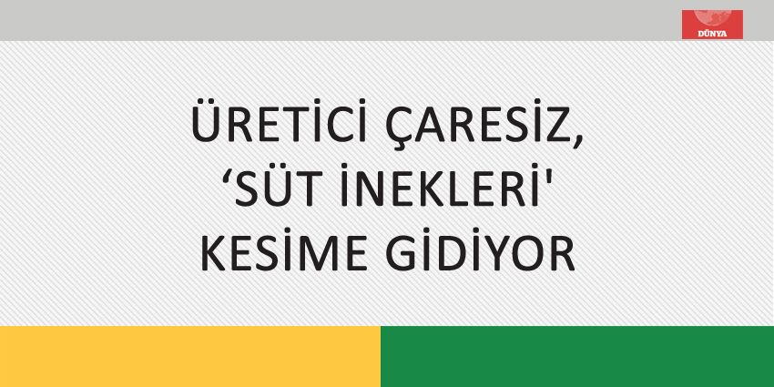 ÜRETİCİ ÇARESİZ, ‘SÜT İNEKLERİ’ KESİME GİDİYOR