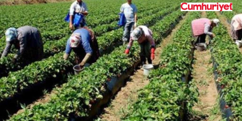 TARIMDA SURİYE’YE BİLE MUHTACIZ