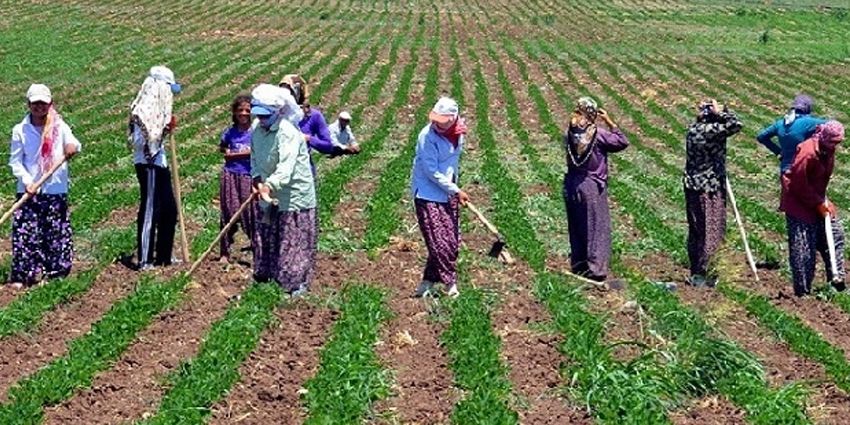 ‘YENİ PROJEYLE MEVSİMLİK TARIM İŞÇİLERİNİN PROFİLİ DEĞİŞECEK’