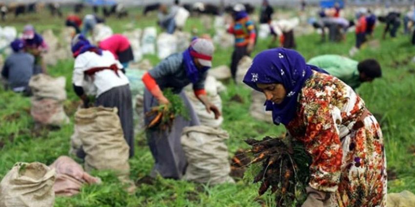 3 AYDA 150 TARIM İŞÇİSİ HAYATINI KAYBETTİ