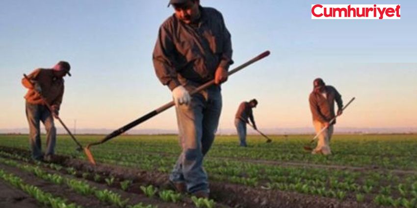 TARIMDA YAPRAK DÖKÜMÜ