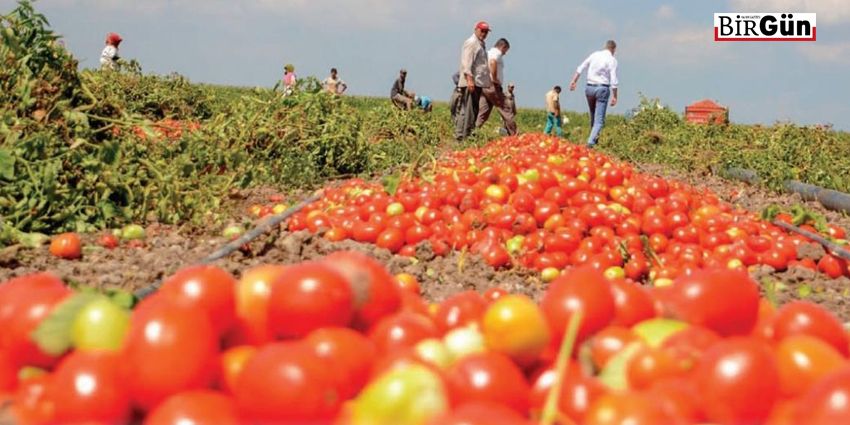 TÜRKİYE TARIMDA NEDEN İTHALATA BAĞIMLI HALE GELDİ?