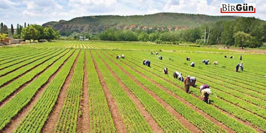 COVİD-19 İLE GÖRÜNÜR OLAN TARIM VE GIDA KRİZİ
