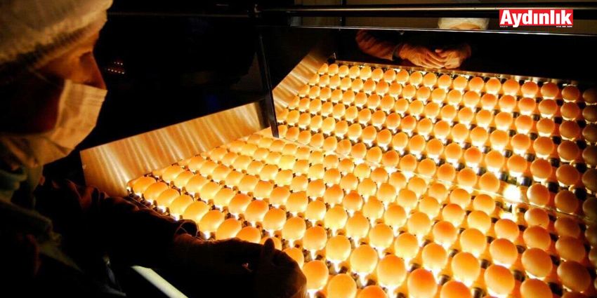 TAVUK DEVİNDEN 800 İŞÇİ ÇIKARILDI