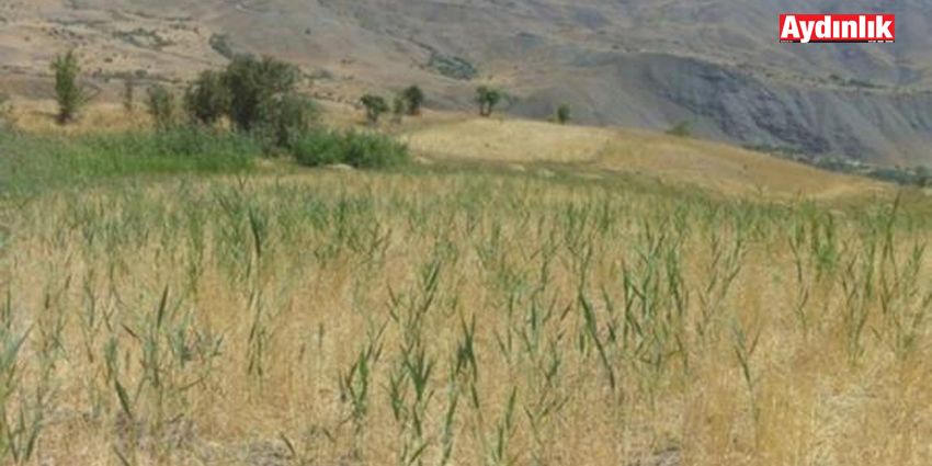 TMO’DAN BUĞDAY AÇIKLAMASI