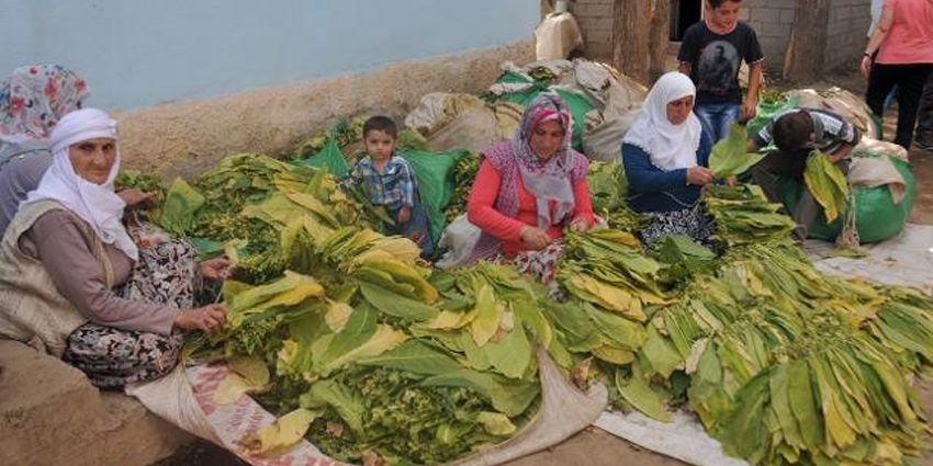 KAÇAK TÜTÜN KATLANDI