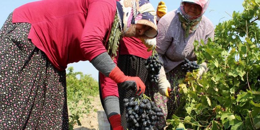 ÜZÜM ÜRETİCİLERİNE KÖTÜ HABER
