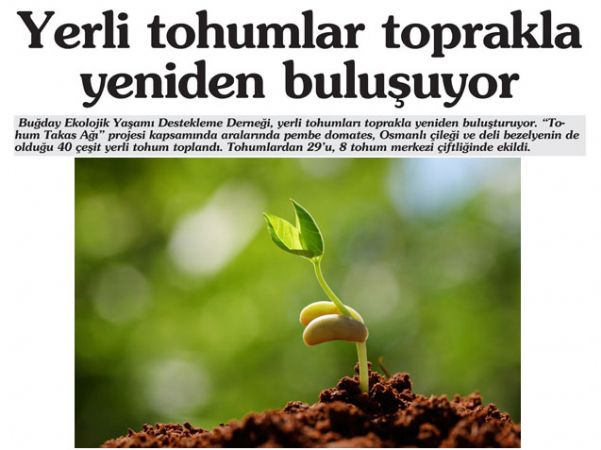 YERLİ TOHUMLAR TOPRAKLA YENİDEN BULUŞUYOR