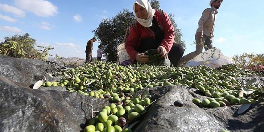 ZEYTİN ÜRETİMİNDE HEDEF DÜNYA LİDERLİĞİ