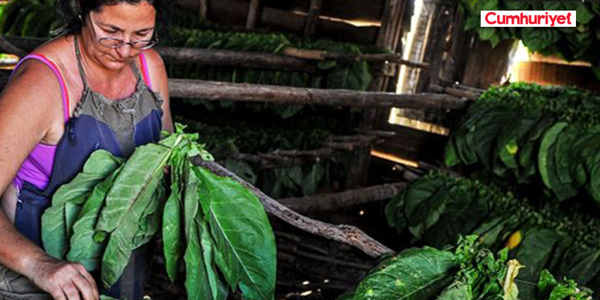 BUĞDAY ÜRETİCİSİ DERTLİ