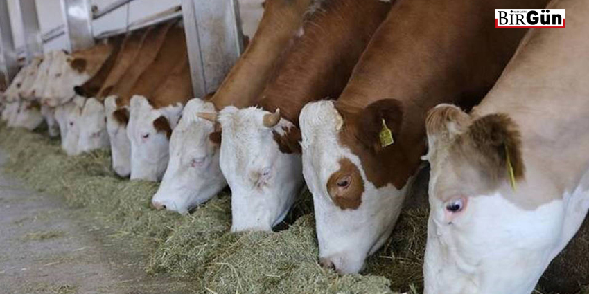 ALIM GÜCÜ FİYATLARA YETİŞEMİYOR