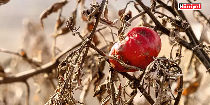 GIDA KRİZİNDE 2050 UYARISI