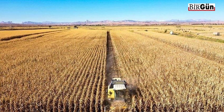 KAYBEDEN YİNE ÇİFTÇİ OLACAK