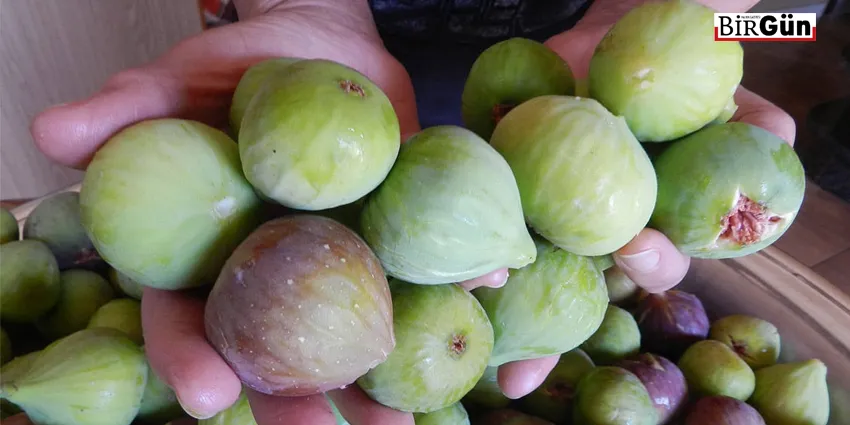 İNCİR ÜRETİCİSİ ÜRÜN DEĞİL, DERT HASAT EDİYOR